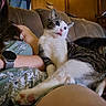 Moros joined the competition — help win amazing prizes! cat, person, couch, watch, furniture, indoor, relaxing, animal, pet, fur, whiskers, paw, home, wooden_cabinet, clothing, arm, face, curious, lap, cozy