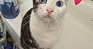 Moros joined the competition — help win amazing prizes! cat, blue_eyes, bathtub, pet, indoor, curious, white_fur, tabby, animal, looking_up, whiskers, pink_nose, cleaning_supplies, towel, clutter, bathroom, sitting, closeup, domestic, feline