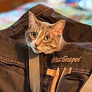 Gypsy is registered to the contest to win money with this photo: cat, pet, bag, indoor, curious, animal, closeup, feline, domestic_cat, ears, face, eyes, fur, macgregor, zipper, fabric, soft_focus, background, cozy, home