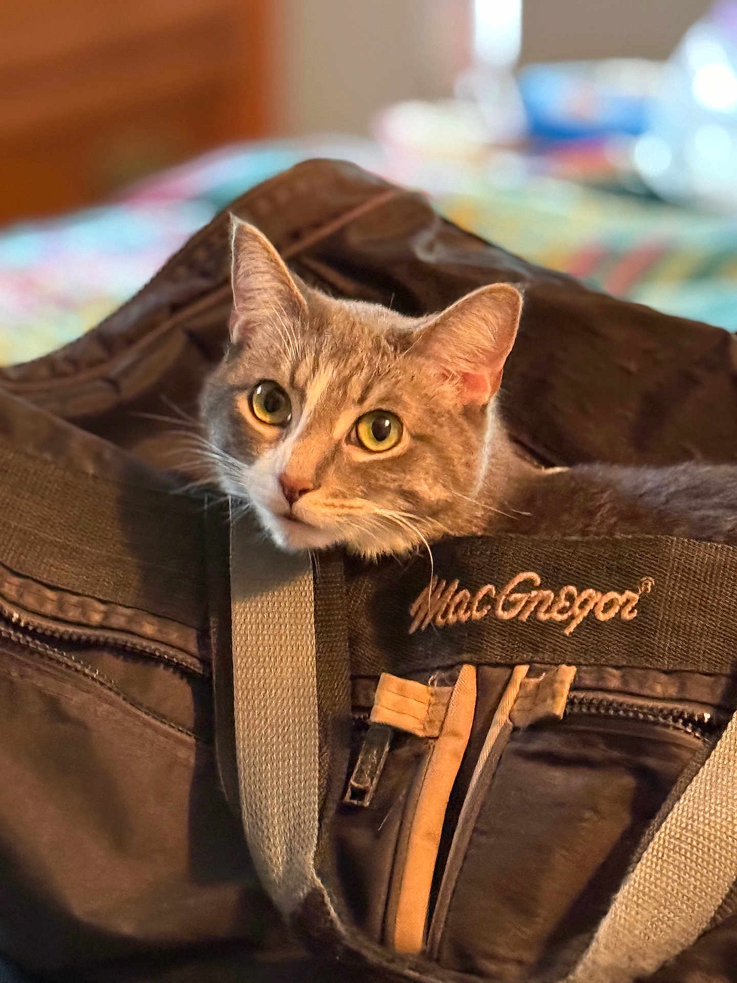 Gypsy is registered to the contest to win money with this photo: cat, pet, bag, indoor, curious, animal, closeup, feline, domestic_cat, ears, face, eyes, fur, macgregor, zipper, fabric, soft_focus, background, cozy, home