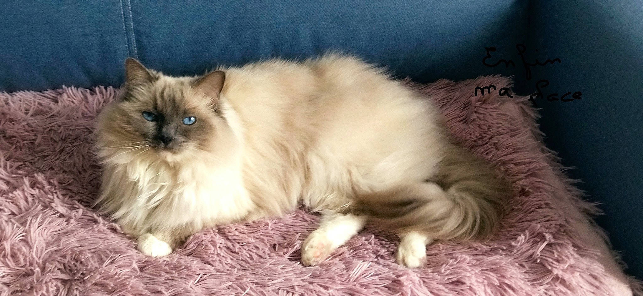 Gypsi a rejoint le concours — aidez-le/la à gagner de superbes lots ! balinese, birman, carnivore, cat, claw, comfort, fawn, felidae, fur, paw, ragdoll, small_to_medium_sized_cats, snout, tail, terrestrial_animal, whiskers