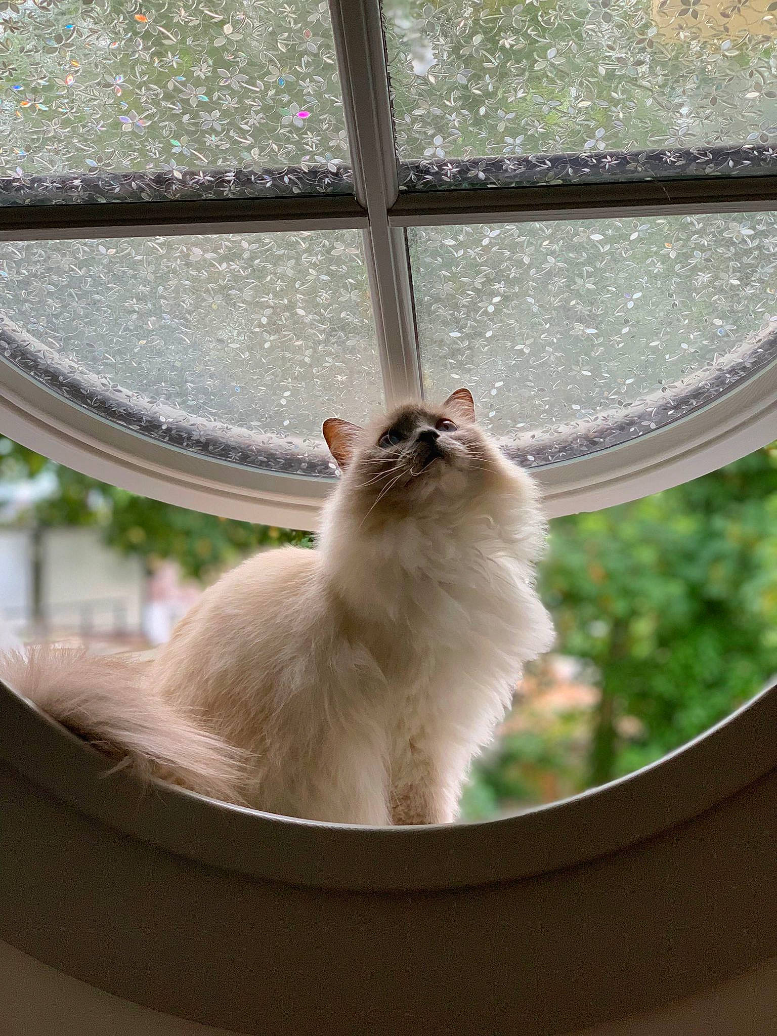 Gypsi participe au concours pour gagner de l'argent avec cette photo : carnivore, cat, daylighting, daytime, fawn, felidae, fixture, fur, glass, mammal, ragdoll, small_to_medium_sized_cats, snout, tail, tints_and_shades, vertebrate, whiskers, window, window_treatment, wood