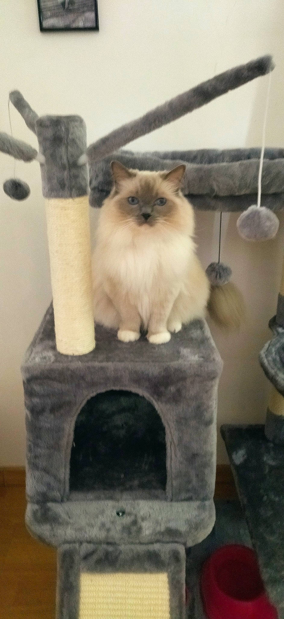 Gypsi a rejoint le concours — aidez-le/la à gagner de superbes lots ! art, birman, carnivore, cat, cat_supply, chair, fawn, felidae, fur, gas, ragdoll, siamese, small_to_medium_sized_cats, tail, whiskers, wood