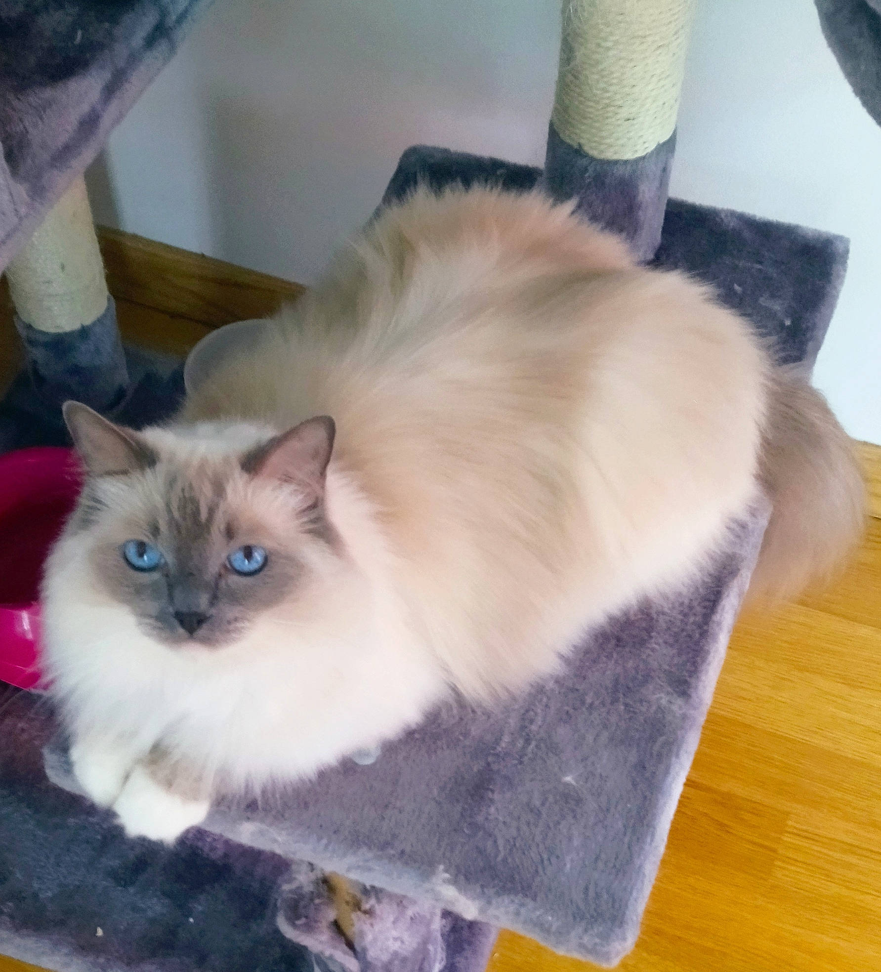 Gypsi a rejoint le concours — aidez-le/la à gagner de superbes lots ! balinese, birman, carnivore, cat, claw, fawn, felidae, flooring, fur, hardwood, ragdoll, siamese, small_to_medium_sized_cats, snout, tail, thai, tonkinese, varnish, whiskers, wood