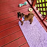 animal, bandana, brown_dog, cute, dog, domestic_animal, fur, grass, happy_dog, lattice_fence, outdoor, pet, pet_toy, playful, purple_rug, red_deck, small_dog, sunlight, tongue_out, wooden_floor