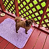 alert, animal, brown_dog, companion, curious, cute, daylight, dog, domestic_animal, fluffy, green_grass, lattice_fence, outdoor, pet, porch, purple_mat, red_wooden_floor, small_dog, standing, tail
