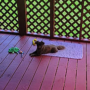 Tinker is registered to the contest to win money with this photo: animal, brown_dog, canine, daylight, dog, fence, floor, garden, grass, lattice, leisure, outdoor, pet, playful, purple_rug, relaxing, resting, rug, toy, wooden_deck