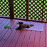 animal, brown_dog, canine, daylight, dog, fence, floor, garden, grass, lattice, leisure, outdoor, pet, playful, purple_rug, relaxing, resting, rug, toy, wooden_deck
