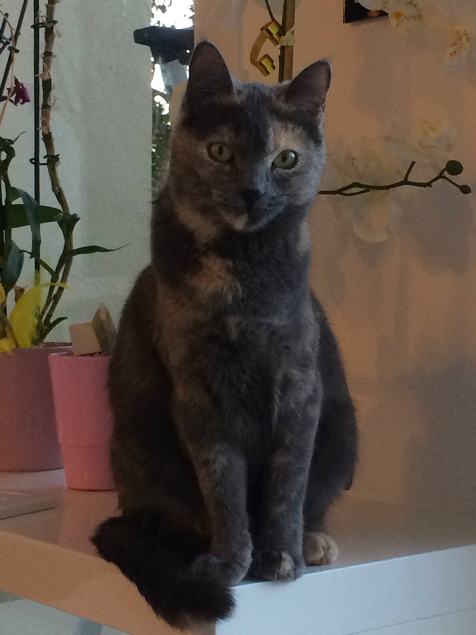 Chewie a rejoint le concours — aidez-le/la à gagner de superbes lots ! asian, black_cat, british_shorthair, burmese, carnivore, cat, chartreux, domestic_short_haired_cat, felidae, fur, german_rex, korat, mammal, nebelung, polydactyl_cat, russian_blue, small_to_medium_sized_cats, tail, vertebrate, whiskers