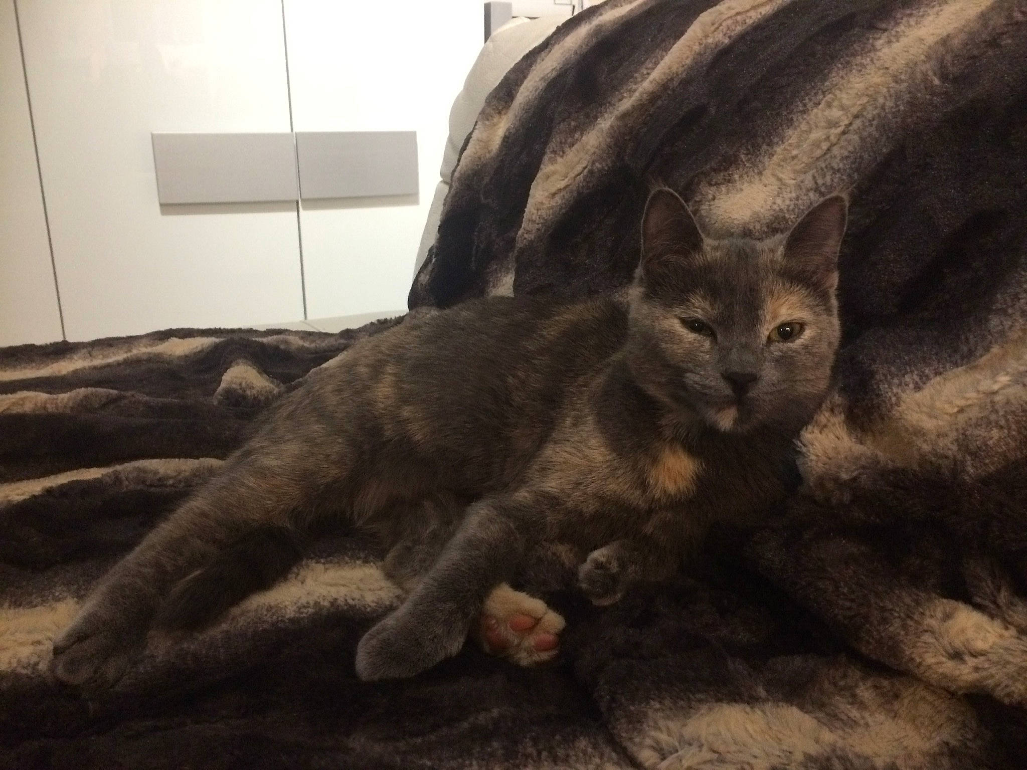 Chewie a rejoint le concours — aidez-le/la à gagner de superbes lots ! asian, carnivore, cat, domestic_short_haired_cat, dragon_li, ear, european_shorthair, eye, felidae, fur, german_rex, kitten, mammal, small_to_medium_sized_cats, tabby_cat, tail, whiskers