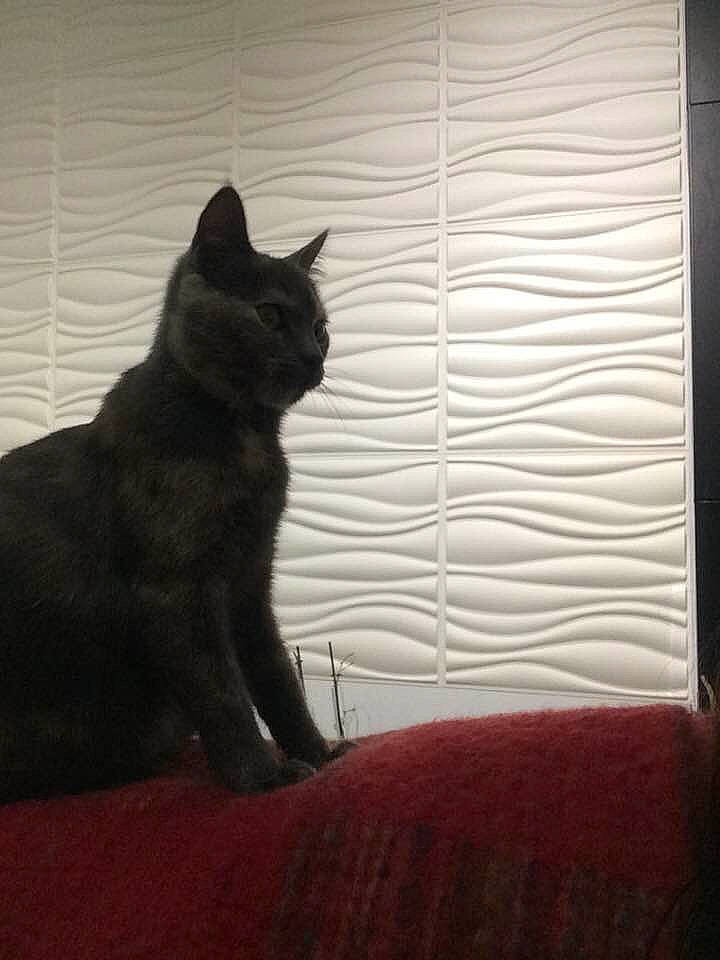 Chewie participe au concours pour gagner de l'argent avec cette photo : asian, black, black_cat, bombay, british_shorthair, carnivore, cat, chartreux, domestic_short_haired_cat, felidae, fur, kitten, korat, mammal, polydactyl_cat, small_to_medium_sized_cats, tail, whiskers, window