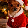 animal, celebration, chihuahua, christmas, christmas_tree, costume, cute, decorations, dog, festive, fur, holiday, indoor, lights, pet, portrait, red_clothing, santa_costume, santa_hat, small_dog