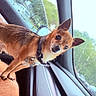 Toby is registered to the contest to win money with this photo: alert, animal, car_interior, chihuahua, collar, colorful_shorts, cute, daylight, dog, fur, inside_car, looking, person, pet, rain, seat, side_view, small_dog, tag, window