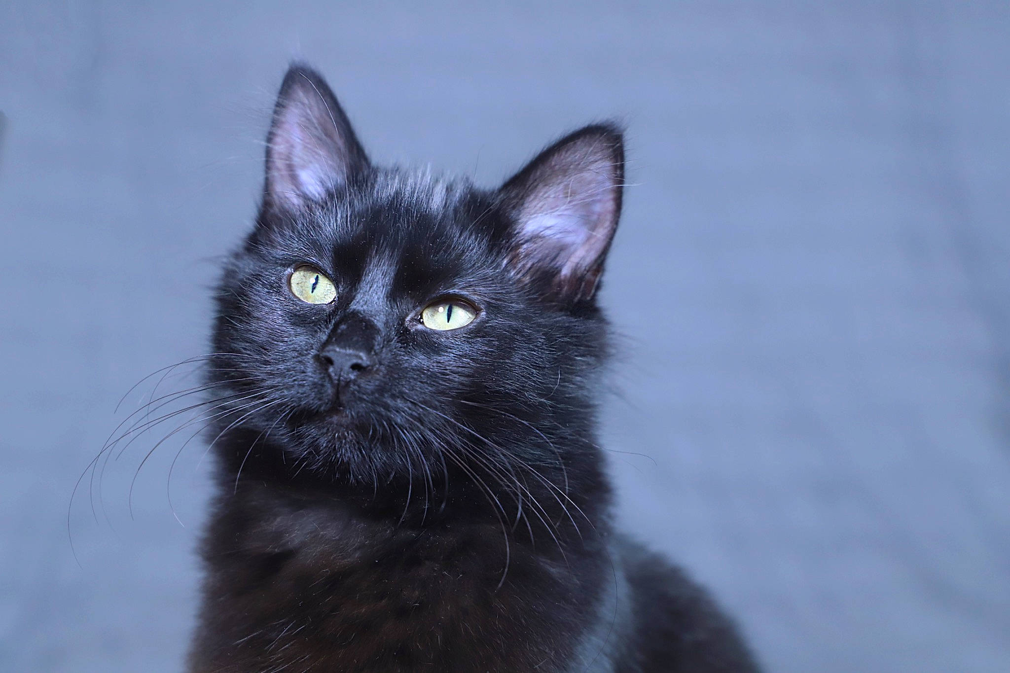 Esmeralda is registered to the contest to win money with this photo: black_cat, bombay, carnivore, cat, domestic_short_haired_cat, eye, felidae, fur, small_to_medium_sized_cats, terrestrial_animal, whiskers, wildlife