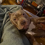 Gelatto is registered to the contest to win money with this photo: animal, blanket, books, brown_dog, canine, comfort, cozy, dog, domestic, floor, furniture, hand, home, indoor, lying_down, pet, relaxed, shelf, white_patch, wood_floor