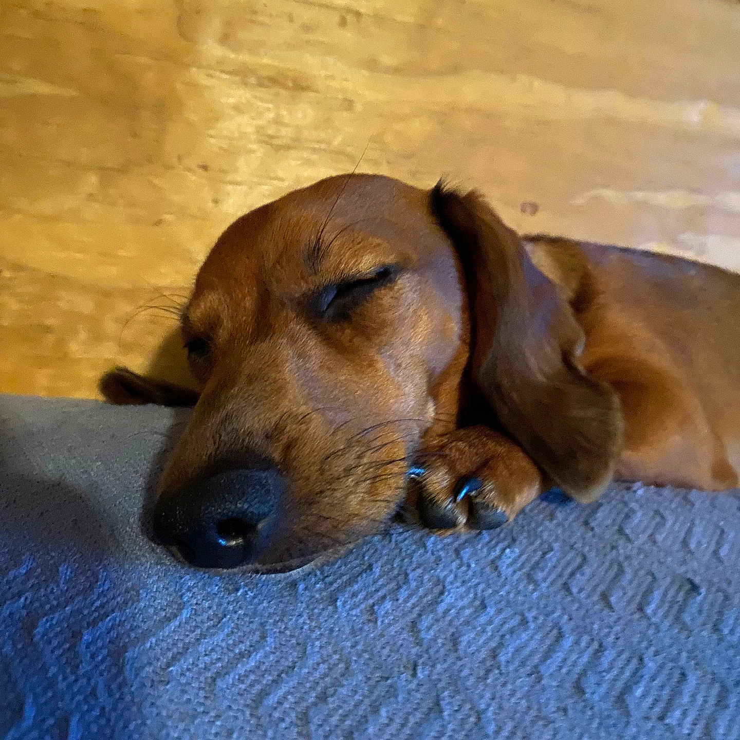Daisy is registered to the contest to win money with this photo: animal, blanket, brown, calm, closeup, cozy, cute, dachshund, dog, ears, fur, indoor, paw, peaceful, pet, relaxation, resting, sleeping, snout, wooden_background