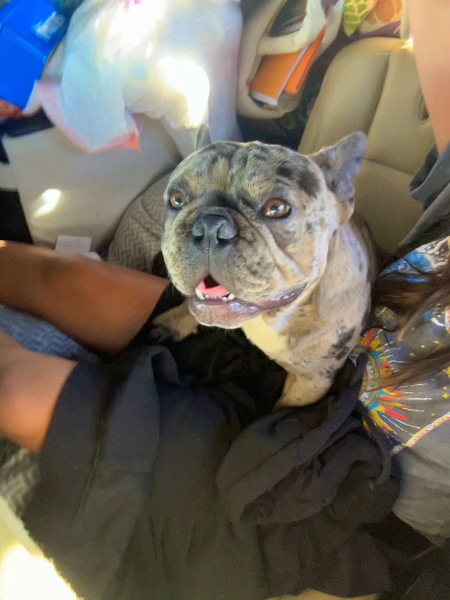 Vader is registered to the contest to win money with this photo: bulldog, canidae, carnivore, comfort, companion_dog, dessert, dog, dog_breed, ear, fawn, fur, human_leg, molosser, non_sporting_group, snout, sporting_group, terrestrial_animal, toy_dog, whiskers, wrinkle