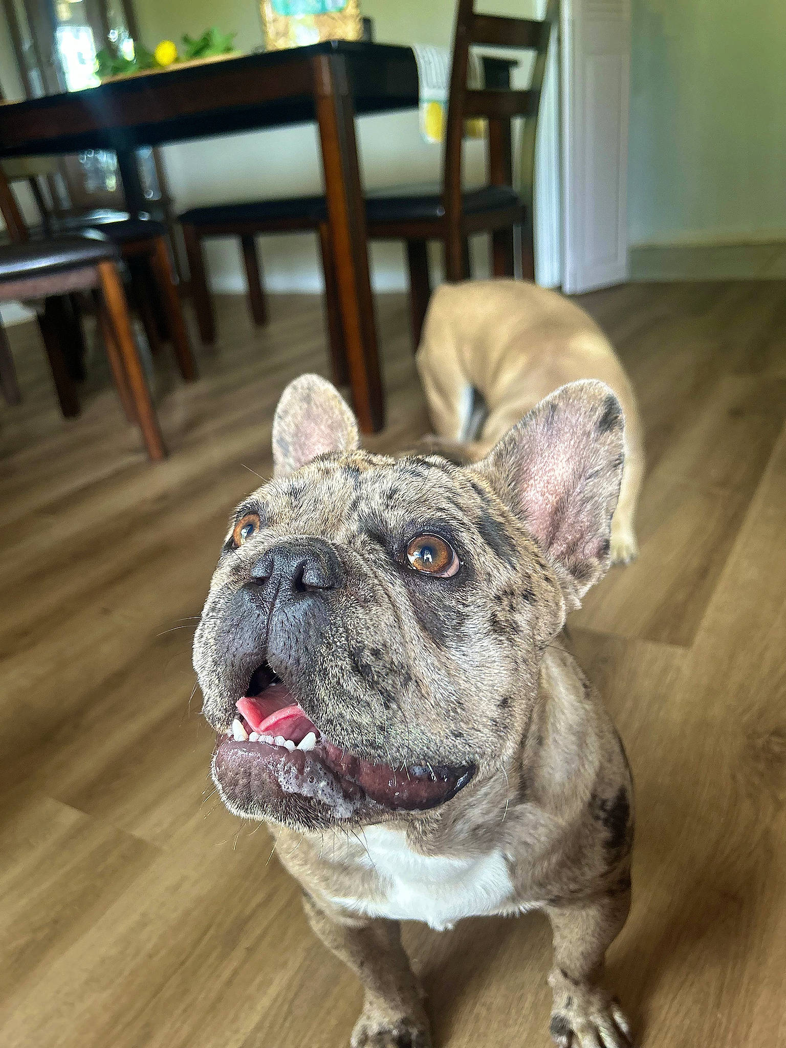 Vader joined the competition — help win amazing prizes! bulldog, canidae, carnivore, chair, companion_dog, dog, dog_breed, dog_collar, fawn, flooring, fur, hardwood, molosser, sporting_group, terrestrial_animal, varnish, whiskers, wood, working_animal, wrinkle