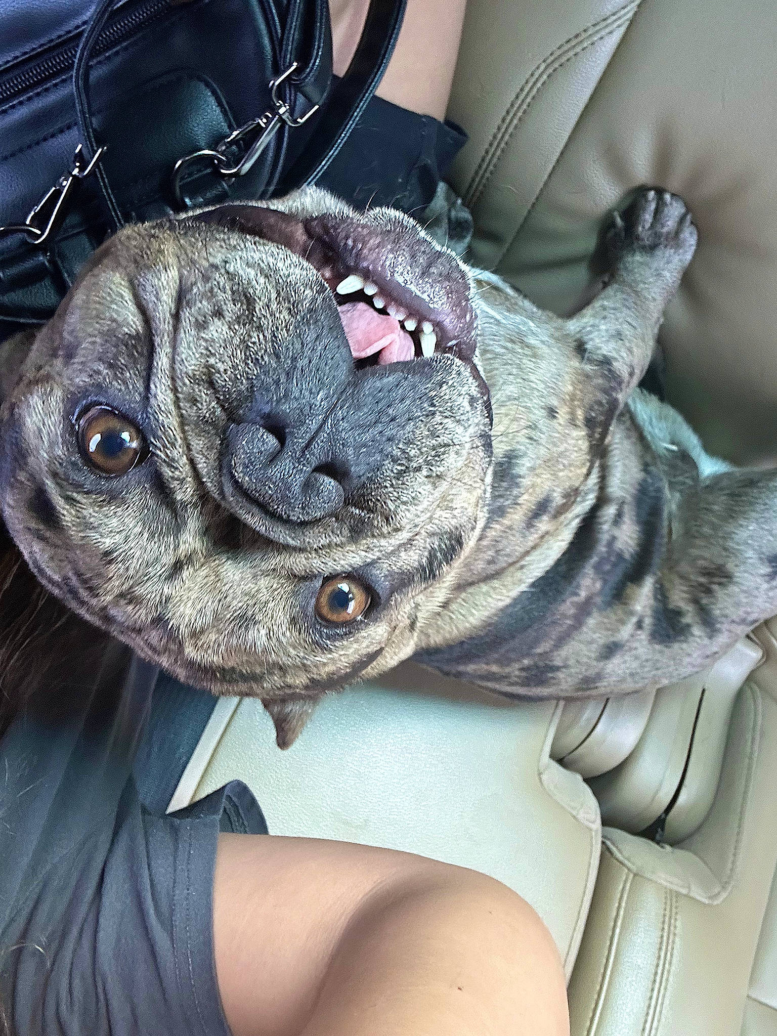 Vader joined the competition — help win amazing prizes! canidae, carnivore, comfort, companion_dog, dog, dog_breed, ear, fawn, fur, grey, head, metal, non_sporting_group, snout, sporting_group, toy, vehicle_door, whiskers, working_animal, wrinkle