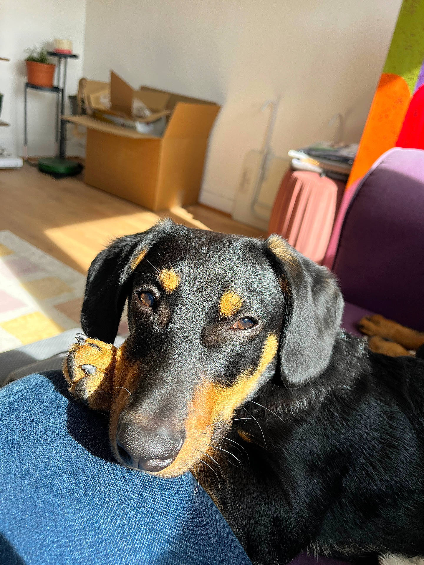 animal, black_and_tan, cardboard_box, closeup, colorful, couch, cozy, dog, floor, fur, indoor, jeans, leg, pet, plant, pot, purple, relaxed, resting, sunlight