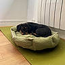 dog, pet_bed, green_mat, floor, wooden_floor, indoor, wall, radiator, black_dog, tan_markings, curled_up, looking_at_camera, cozy, resting, small_dog, home, corner, quiet, domestic, relaxed