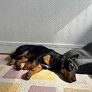 Takkie participe au concours pour gagner de l'argent avec cette photo : dog, sleeping, black_and_tan, indoor, rug, sunlight, resting, cozy, blanket, patterned_rug, wall, quiet, relaxed, paw, pet, animal, floor, texture, home, napping