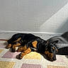 dog, sleeping, black_and_tan, indoor, rug, sunlight, resting, cozy, blanket, patterned_rug, wall, quiet, relaxed, paw, pet, animal, floor, texture, home, napping