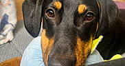 Takkie a rejoint le concours — aidez-le/la à gagner de superbes lots ! dog, black_and_tan, close_up, ball, indoor, pet, animal, face, eyes, fur, nose, whiskers, paws, cozy, floor, toy, expression, looking, head, resting