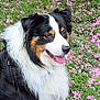 animal, australian_shepherd, canine, closeup, dog, flowers, fluffy, fur, garden, grass, greenery, happy, nature, outdoor, pet, pink_flowers, portrait, spring, tongue_out, tricolor