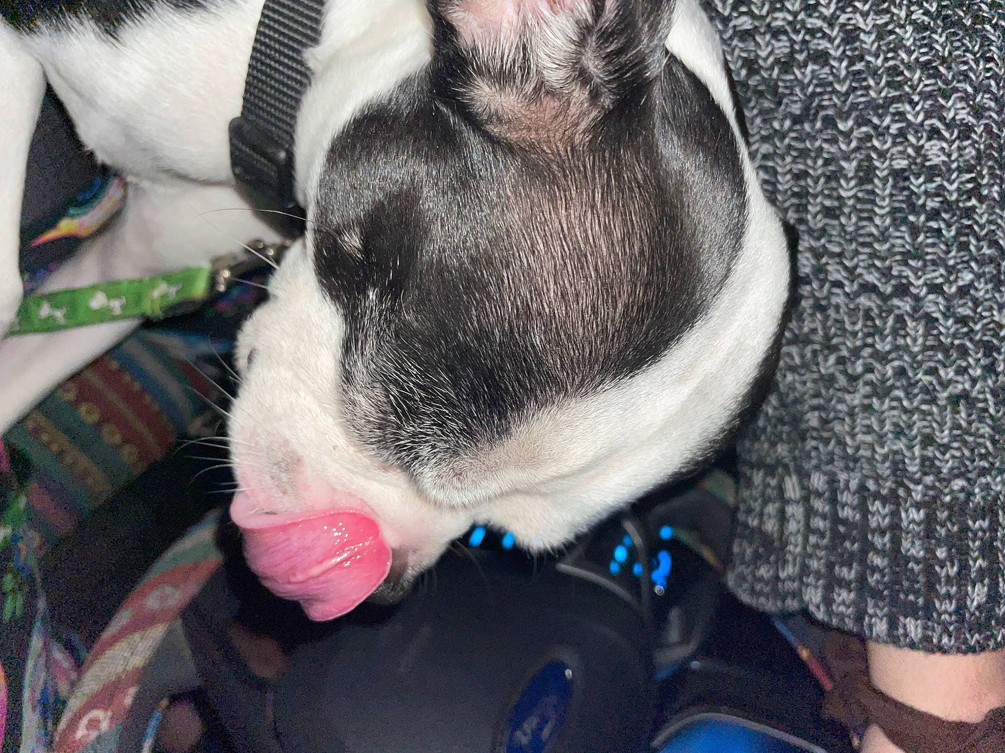 Quavo is registered to the contest to win money with this photo: boston_terrier, canidae, carnivore, collar, companion_dog, dog, dog_breed, dog_collar, ear, electric_blue, fawn, fur, jaw, mammal, selfie, snout, sporting_group, vertebrate, whiskers, working_animal