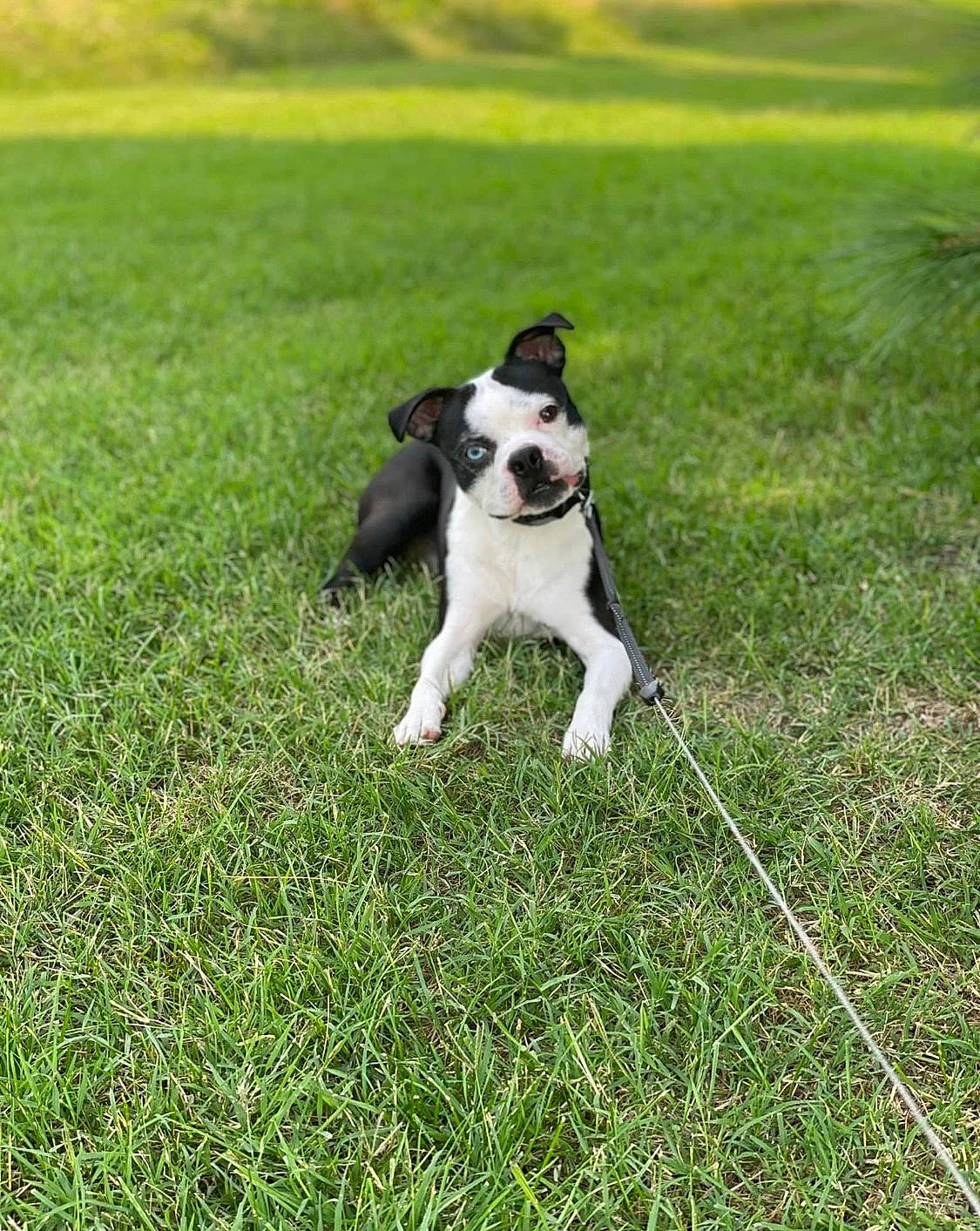 Quavo is registered to the contest to win money with this photo: boston_terrier, canidae, carnivore, collar, companion_dog, dog, dog_breed, dog_collar, fawn, grass, grassland, leash, non_sporting_group, pasture, plant, sporting_group, tail, working_animal, working_dog, yard