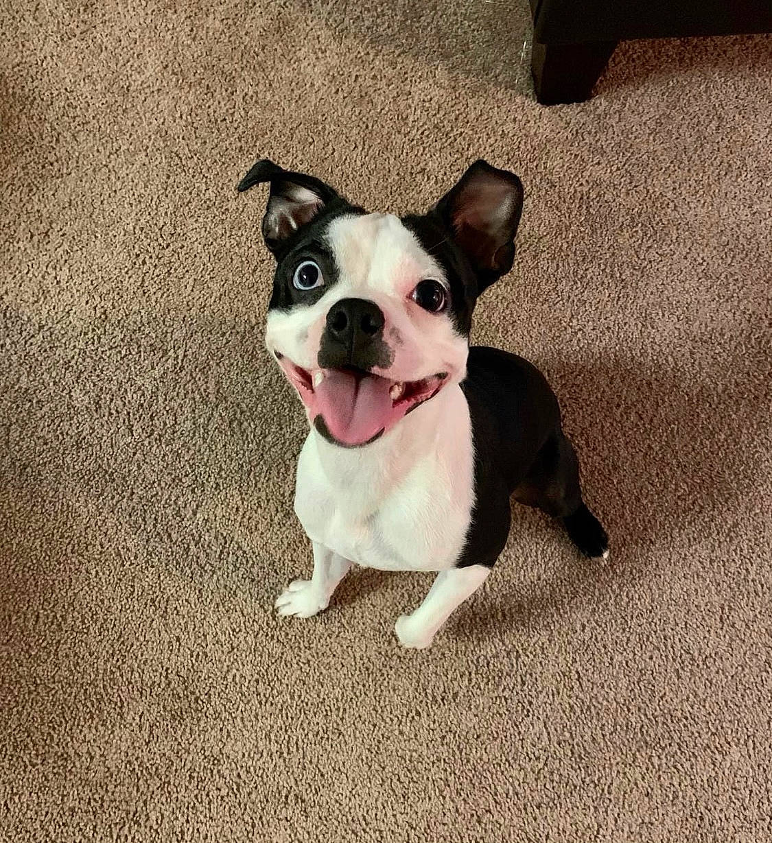 Quavo is registered to the contest to win money with this photo: boston_terrier, canidae, carnivore, collar, companion_dog, dog, dog_breed, dog_collar, eye, fawn, flooring, french_bulldog, fur, head, puppy_love, snout, sporting_group, toy_dog, whiskers, working_animal