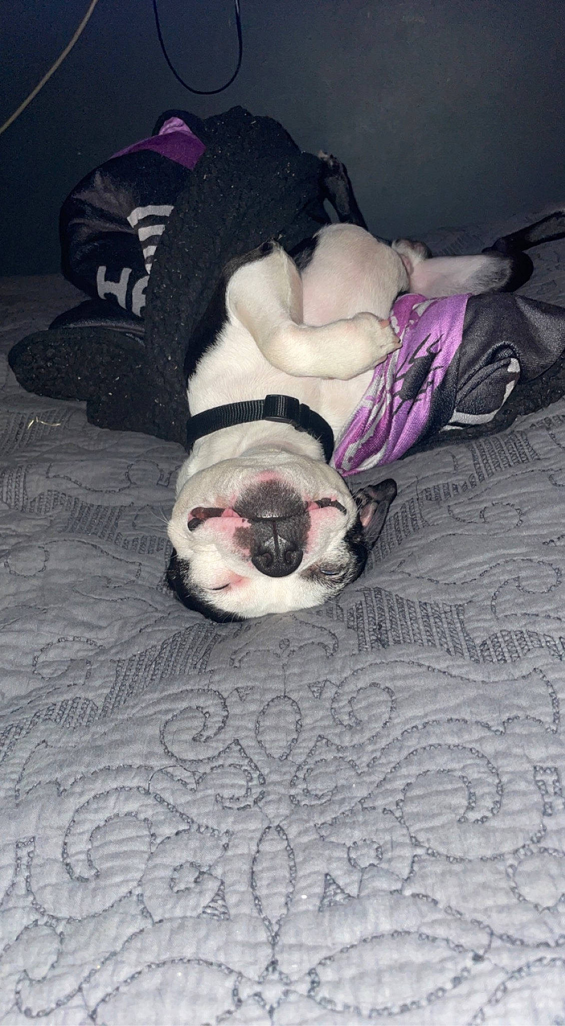 Quavo joined the competition — help win amazing prizes! bulldog, carmine, carnivore, comfort, companion_dog, dog, dog_breed, dog_supply, fawn, flooring, fur, grey, linens, magenta, nap, pink, room, snout, sporting_group, toy_dog