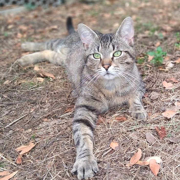 Doudou participe au concours pour gagner de l'argent avec cette photo : abyssinian, angora, animal, cat, egyptiancat, gray, kitten, manx, pet