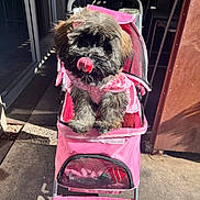 Sasha joined the competition — help win amazing prizes! animal, canine, clothing, cute, cute_pet, daylight, dog, fur, leisure, outdoor, pet, pet_accessory, pink, playful, shadow, sidewalk, stroller, sunlight, tongue, wheel