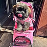 animal, canine, clothing, cute, cute_pet, daylight, dog, fur, leisure, outdoor, pet, pet_accessory, pink, playful, shadow, sidewalk, stroller, sunlight, tongue, wheel