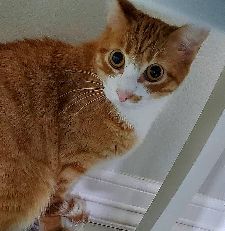 Toulouse joined the competition — help win amazing prizes! carnivore, cat, domestic_short_haired_cat, eye, fawn, felidae, fur, iris, paw, pet_supply, photo_caption, rectangle, small_to_medium_sized_cats, snout, tail, whiskers, window