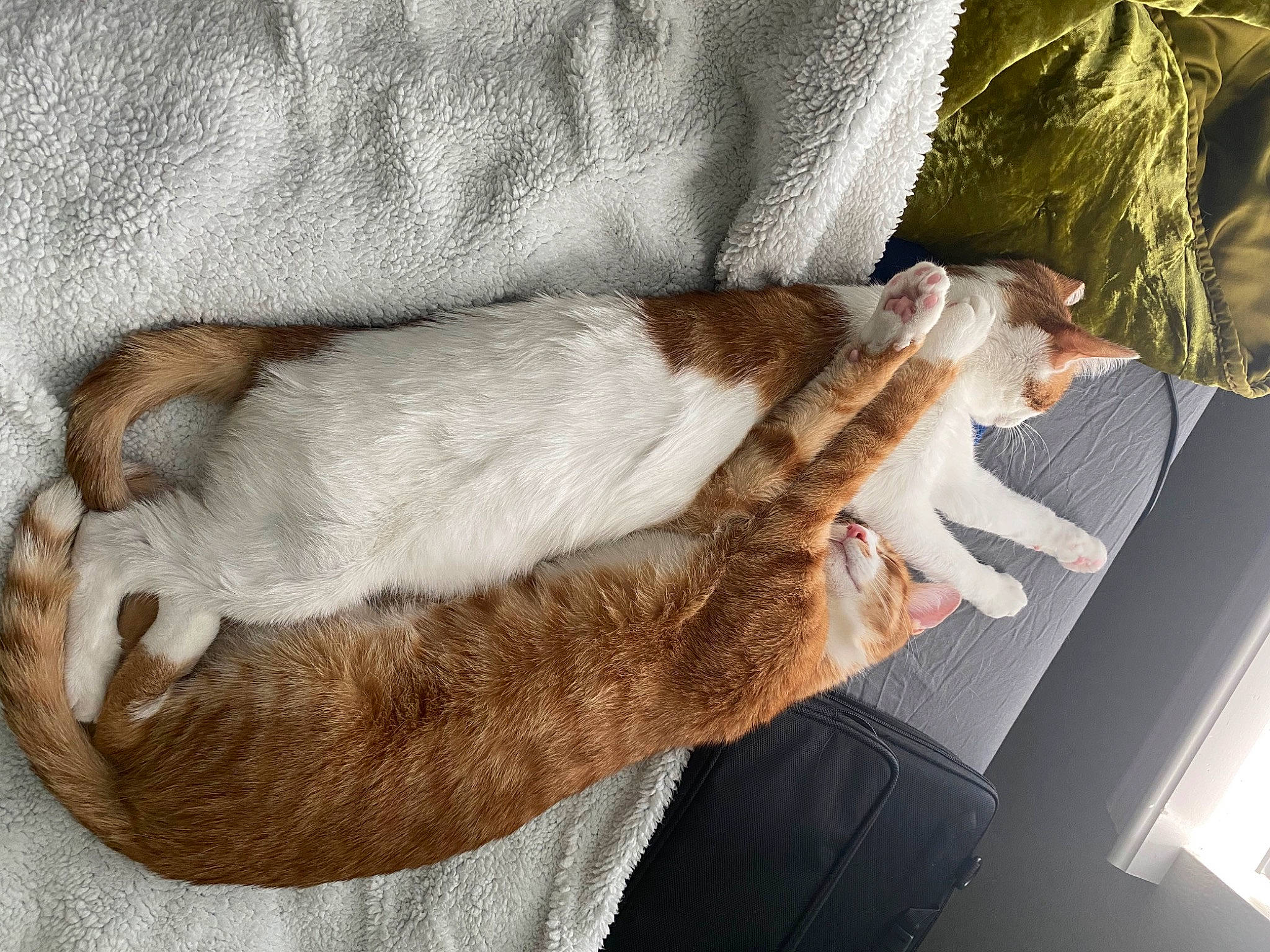 Toulouse joined the competition — help win amazing prizes! carnivore, cat, claw, comfort, companion_dog, dog_breed, domestic_short_haired_cat, fawn, felidae, fur, human_leg, linens, paw, small_to_medium_sized_cats, sporting_group, tail, tree, vertebrate, whiskers, wood