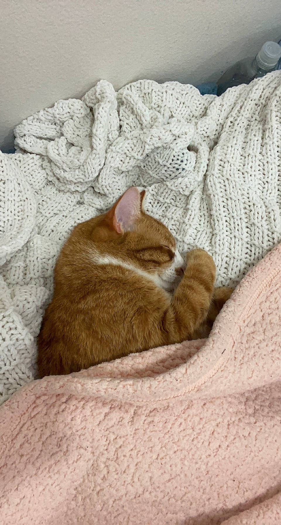 Toulouse joined the competition — help win amazing prizes! bedding, beige, carnivore, cat, comfort, domestic_short_haired_cat, fawn, felidae, fur, grey, linens, paw, sand, small_to_medium_sized_cats, snout, tail, terrestrial_animal, tree, whiskers, wood