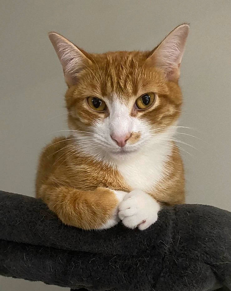 Toulouse joined the competition — help win amazing prizes! art, carnivore, cat, claw, comfort, domestic_short_haired_cat, ear, eye, fawn, felidae, foot, fur, paw, sitting, small_to_medium_sized_cats, snout, tail, terrestrial_animal, whiskers, window