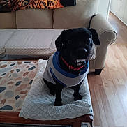 Midnight is registered to the contest to win money with this photo: dog, black_dog, hoodie, collar, cushion, coffee_table, living_room, sofa, blanket, wood_floor, carpet, window, pet, indoor, furniture, animal, cute, small_dog, sitting, home