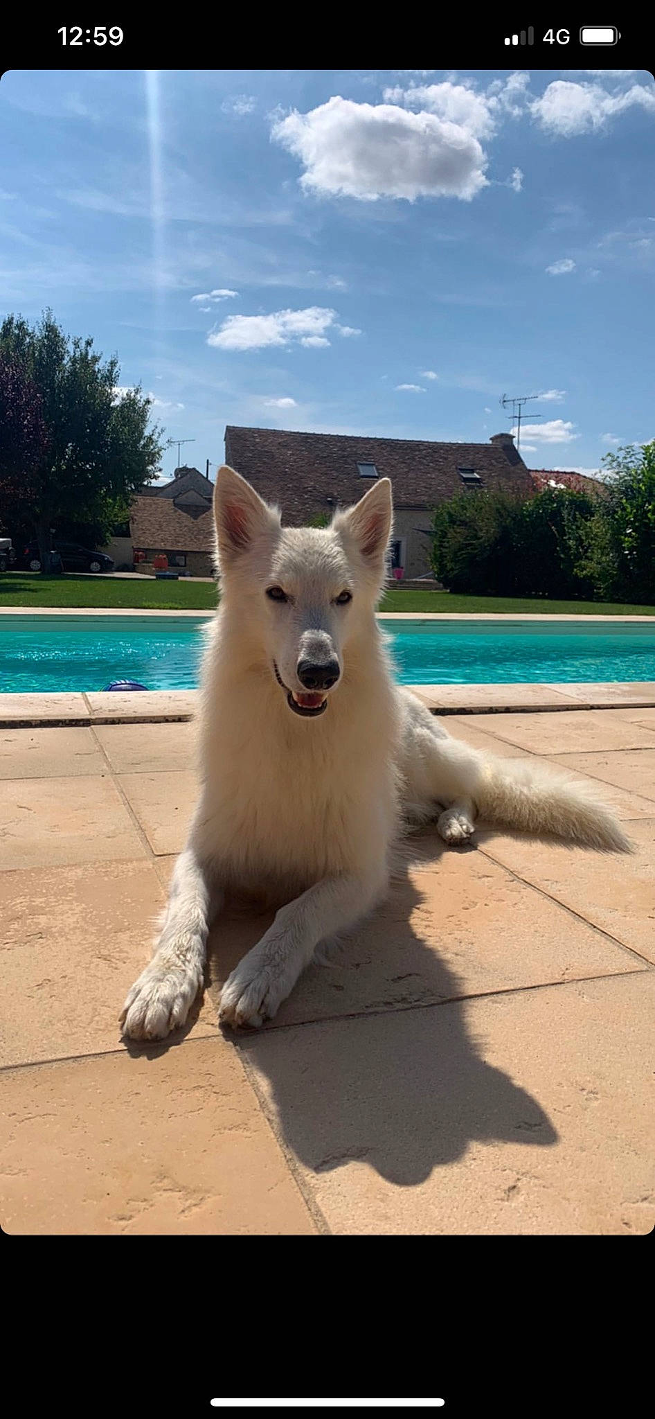 Phantom participe au concours pour gagner de l'argent avec cette photo : carnivore, cloud, companion_dog, dog, dog_breed, fawn, fur, grass, leisure, plant, sky, snout, sporting_group, swimming_pool, tail, terrestrial_animal, tree, water, whiskers, working_animal