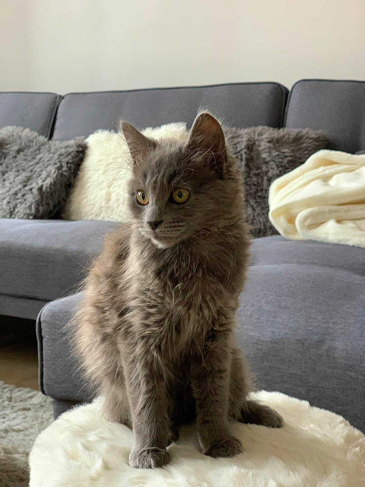Peluche participe au concours pour gagner de l'argent avec cette photo : carnivore, cat, cat_bed, cat_supply, claw, comfort, couch, domestic_short_haired_cat, felidae, fur, grey, living_room, paw, room, sitting, small_to_medium_sized_cats, snout, tail, whiskers, window