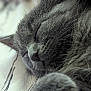 cat, sleeping, close_up, gray_fur, whiskers, peaceful, animal, pet, fur, nose, face, resting, cozy, domestic_animal, cute, soft, indoor, mammal, relaxed, portrait