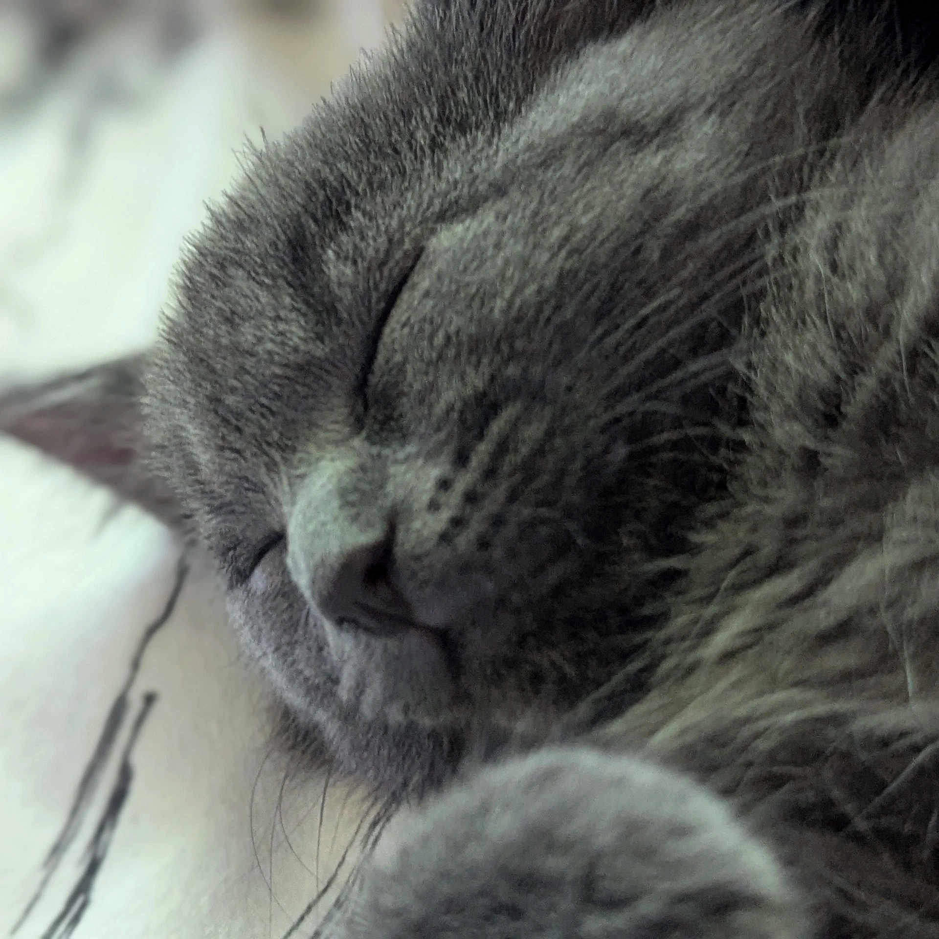Floki is registered to the contest to win money with this photo: cat, sleeping, close_up, gray_fur, whiskers, peaceful, animal, pet, fur, nose, face, resting, cozy, domestic_animal, cute, soft, indoor, mammal, relaxed, portrait