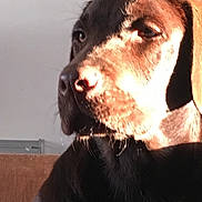 Okapi a rejoint le concours — aidez-le/la à gagner de superbes lots ! dog, dog_breed, dog_like_mammal, ear, fur, labrador_retriever, nose, puppy, retriever, snout, sporting_group, whiskers