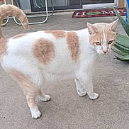 Tigger joined the competition — help win amazing prizes! aloe_vera, cat, close_up, concrete, cream_and_white, curled_tail, domestic_cat, door, fur_pattern, home_doormat, looking_at_camera, mat, outdoor, patio, paws, pet, plant, side_view, tail, whiskers