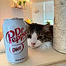 Koba joined the competition — help win amazing prizes! beverage, blurry_background, can, cat, closeup, curious, diet_dr_pepper, domestic, drink, feline, fur, indoor, lights, pet, plants, relaxed, scratching_post, table, whiskers, wooden_surface