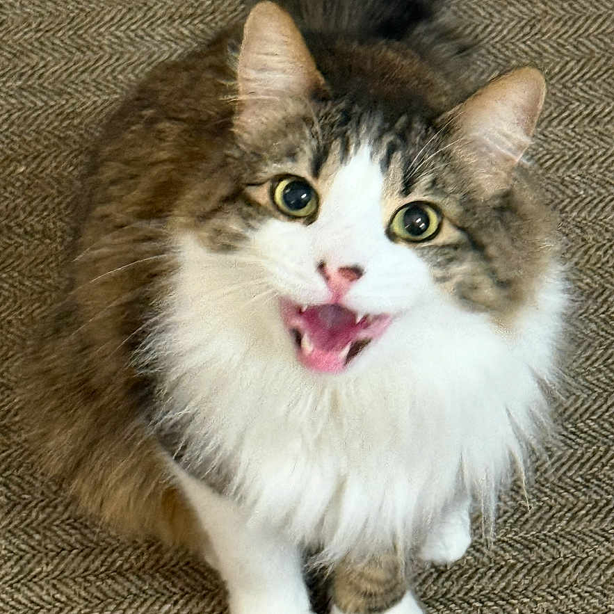 Koba
