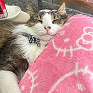 Koba is registered to the contest to win money with this photo: bow_tie, bowl, cat, closeup, collar, comfort, cozy, drink_can, fur, furry, hello_kitty, home, indoor, pet, pink_blanket, relaxation, resting, sleeping, table, whiskers